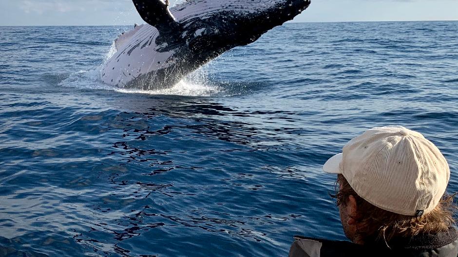 Spend an exciting two and half hours scouting for humpback whales during this personalised whale watching cruise.
